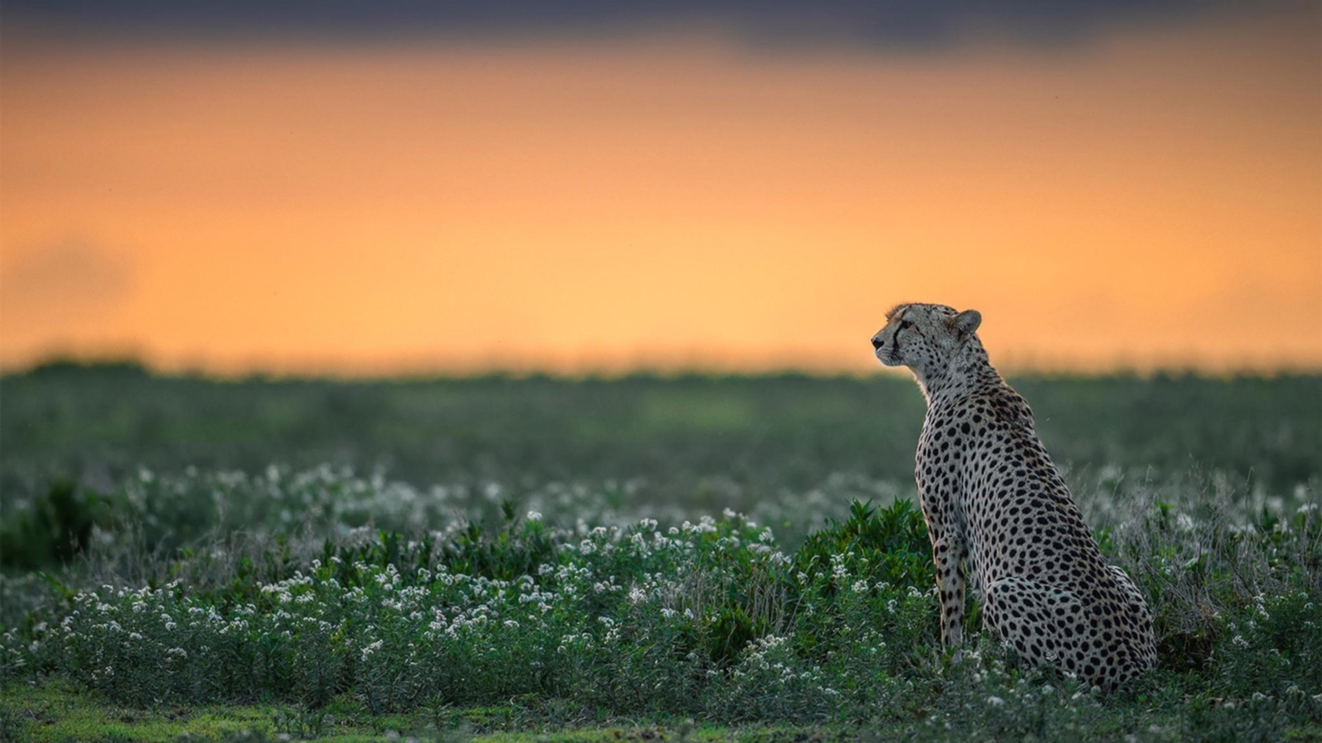 暗夜囚笼，当布克用速度撕碎质疑的霓虹