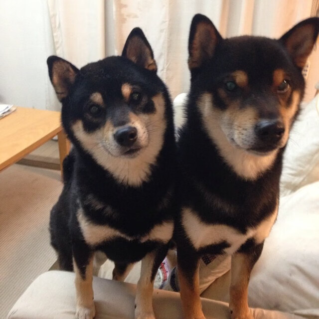 深圳改写连败宿命，小贾伦化身节奏指挥官击溃浙江队