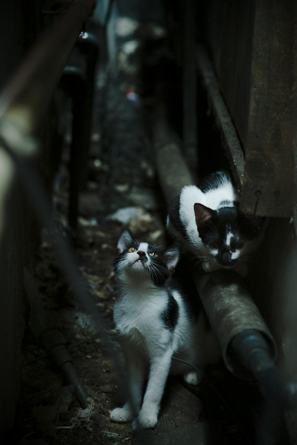 末节独舞，当武切维奇在弹尽粮绝时接管一切