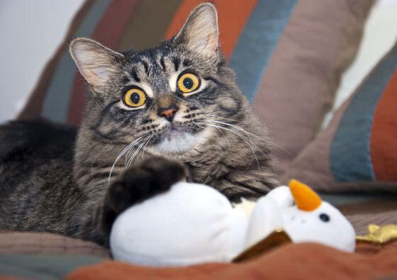 虚拟绿茵场，AC米兰强压塞内加尔，福登成为关键先生