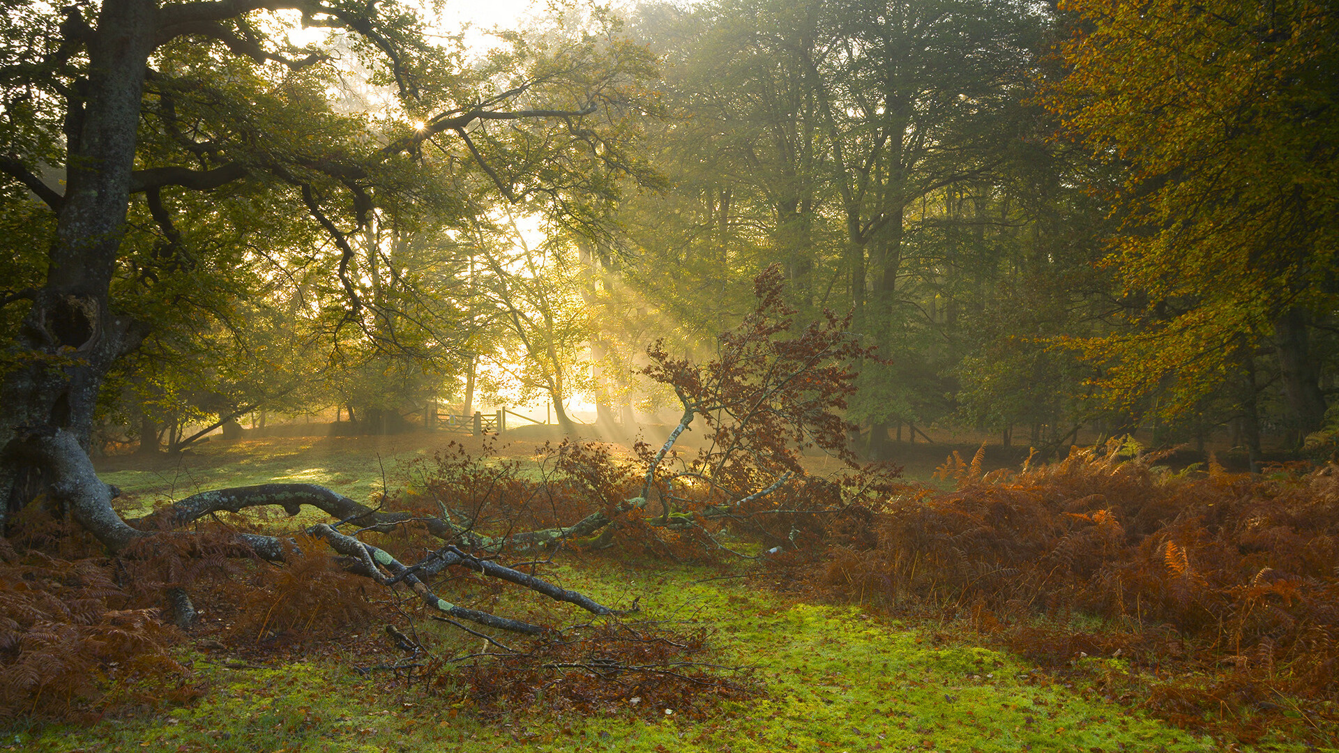 那一夜的唯一三分，2026世界杯之夜，利拉德如何用冷血一投定义巨星价值