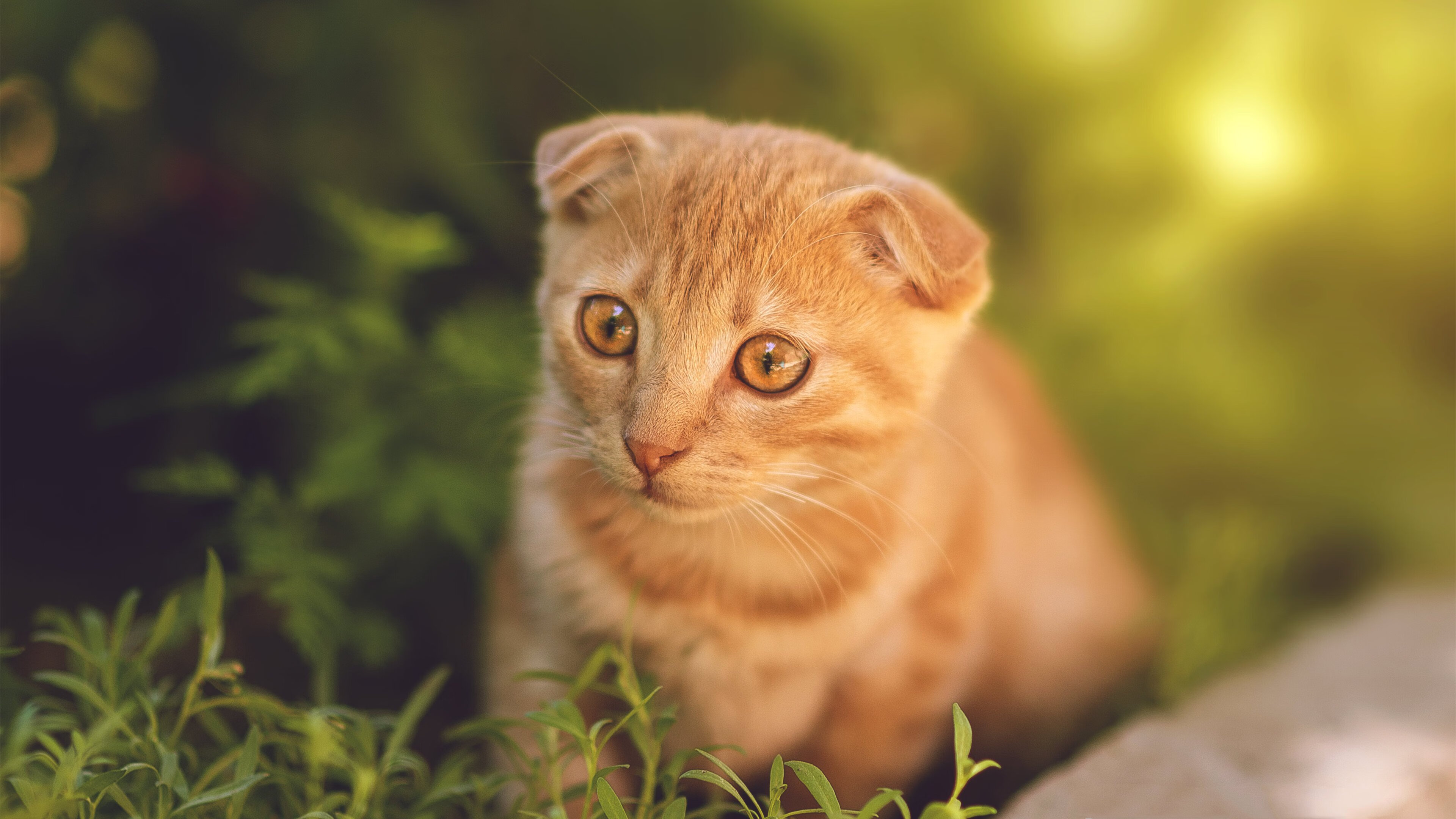 当戈贝尔令胜负在哨响前就已写下，看快船如何在无声处炸响惊雷