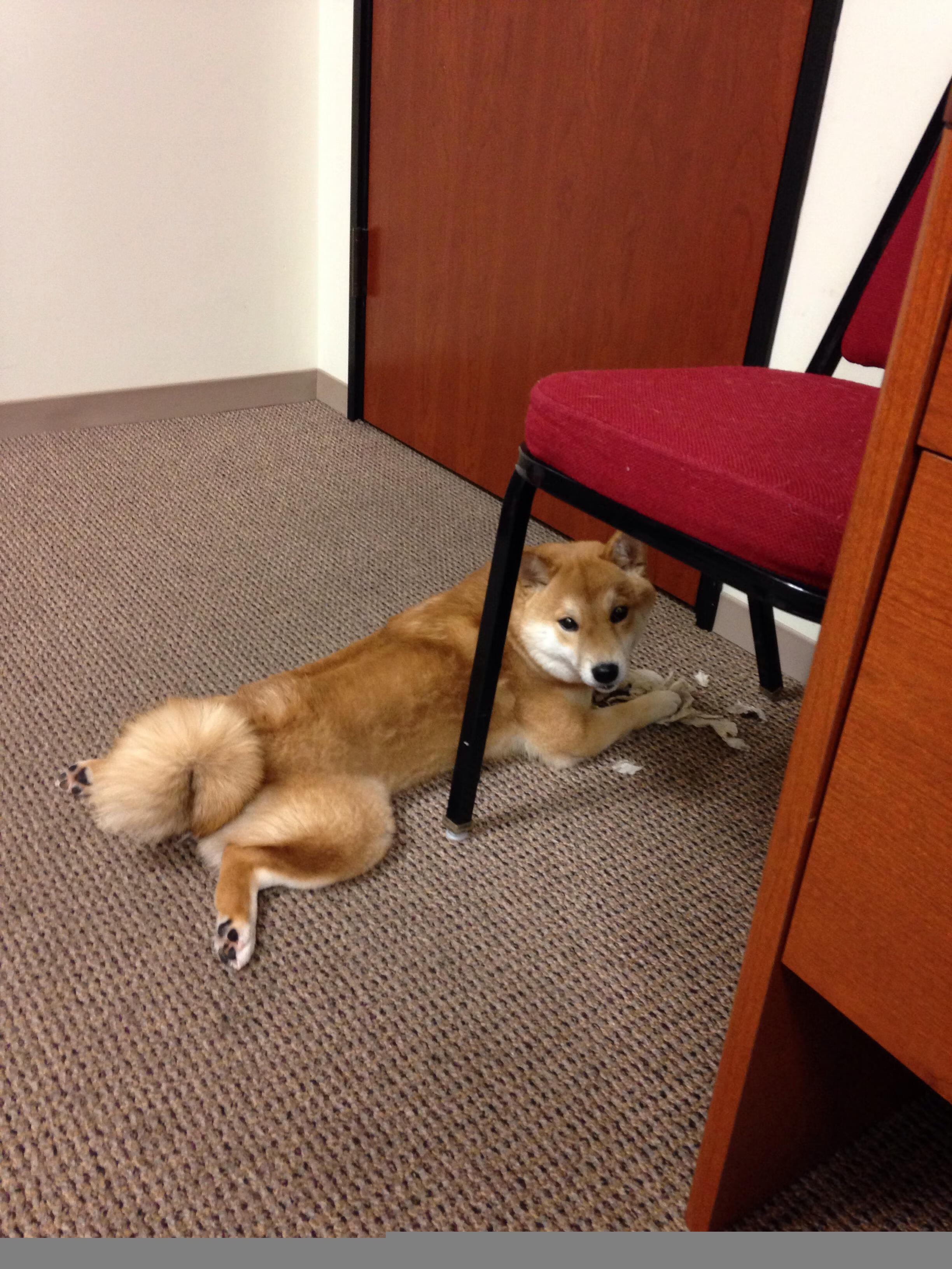 当厄瓜多尔火力覆盖苏格兰防线，哈弗茨如何成为战术密钥