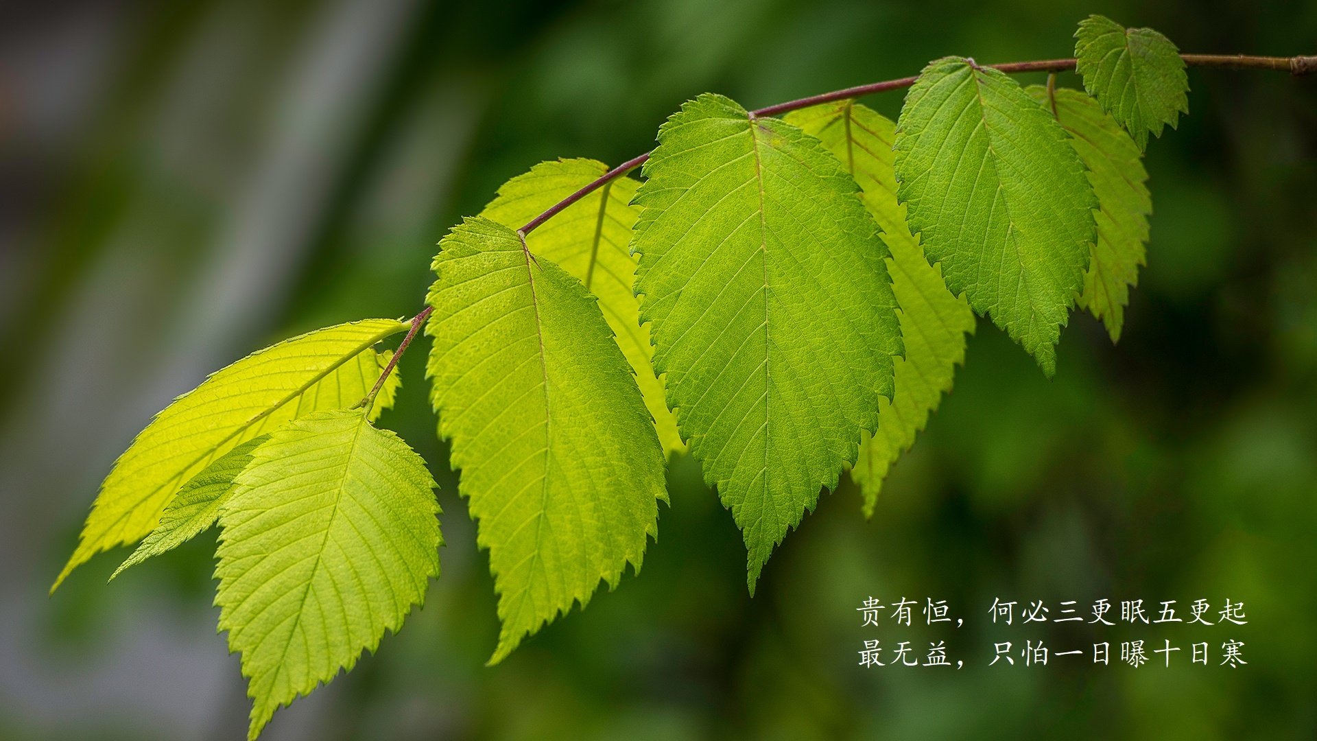北欧神话,2026世界杯最冷的冰刀之夜—芬兰绝杀智利,姆巴佩闪耀却沦为配角